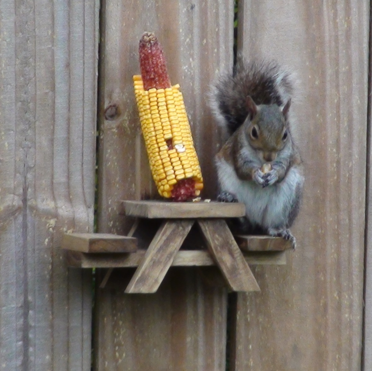 squirrel picnic table squirrel picnic table
