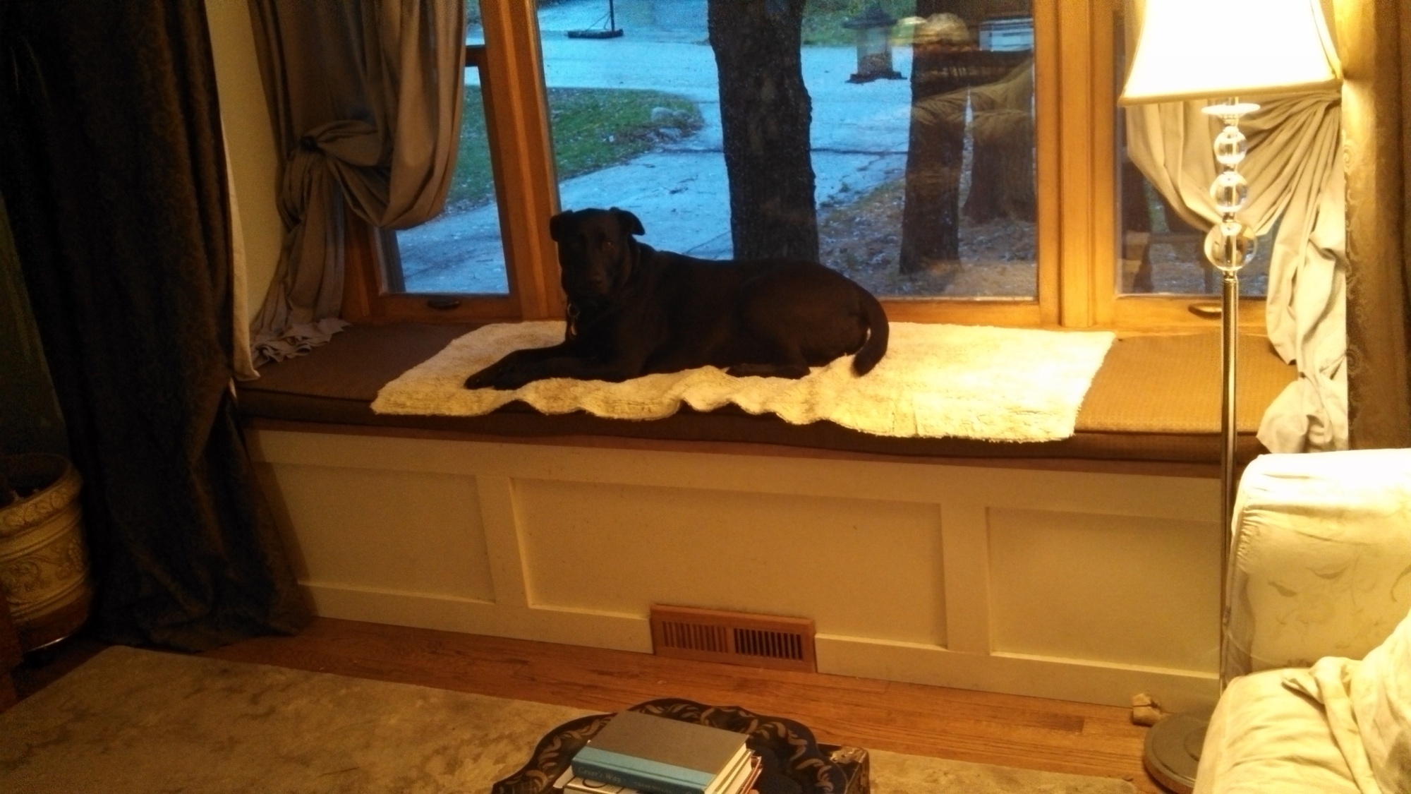 dog window perch