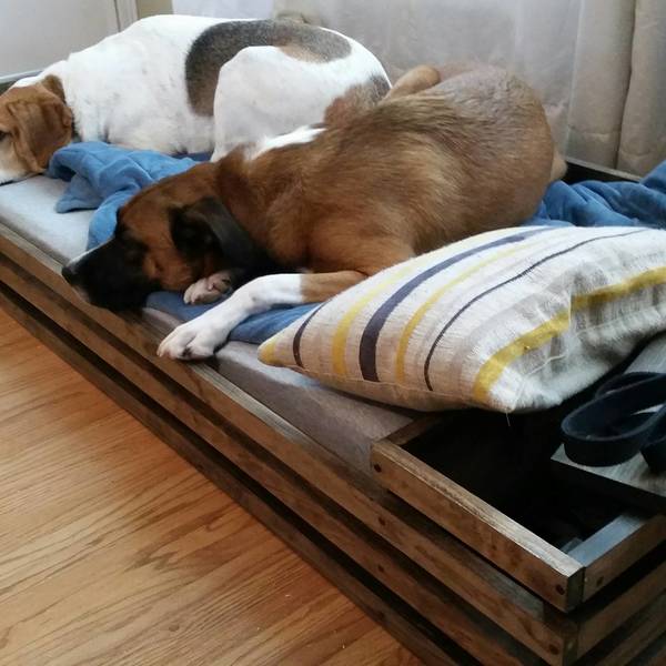 Modern oversized dog bed with side storage - RYOBI Nation Projects