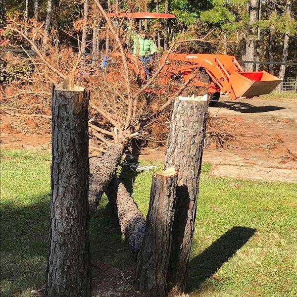 Photo: Charlies Tree Cutting Project