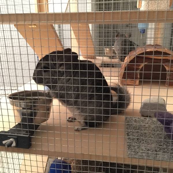 Chinchilla Super Mansion RYOBI Nation Projects