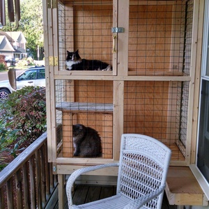 Cat Patio enclosure - RYOBI Nation Projects