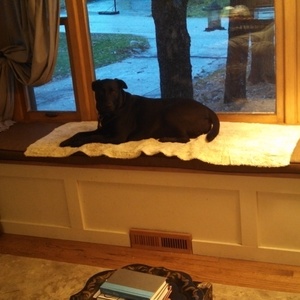 dog window seat